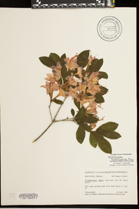 Rhododendron cumberlandense image