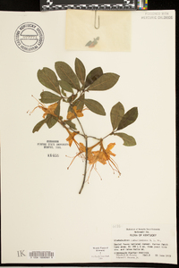 Rhododendron cumberlandense image