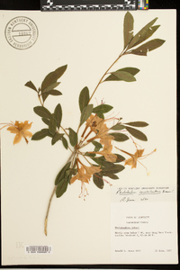 Rhododendron cumberlandense image