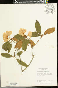 Rhododendron minus image