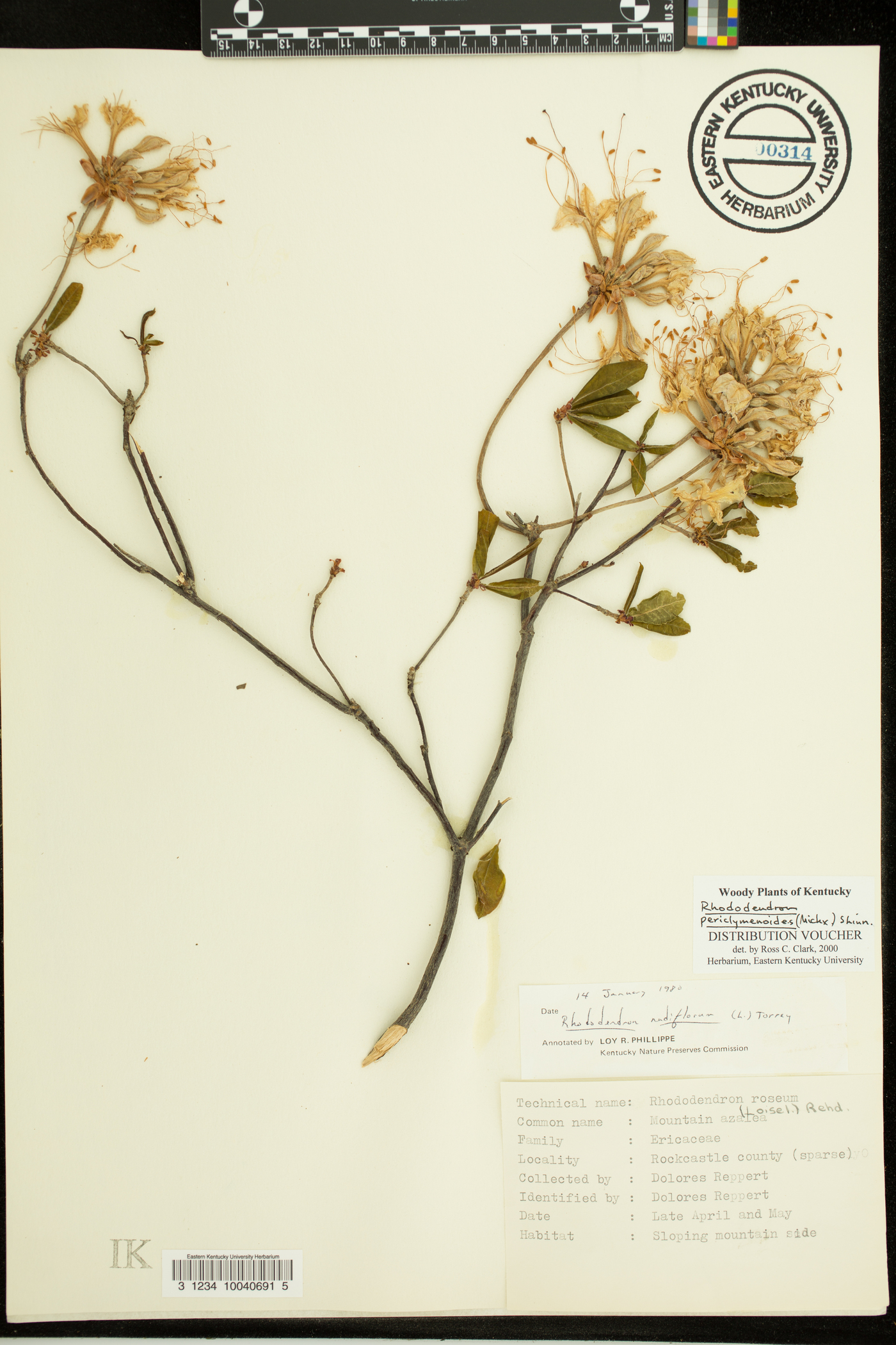 Rhododendron periclymenoides image