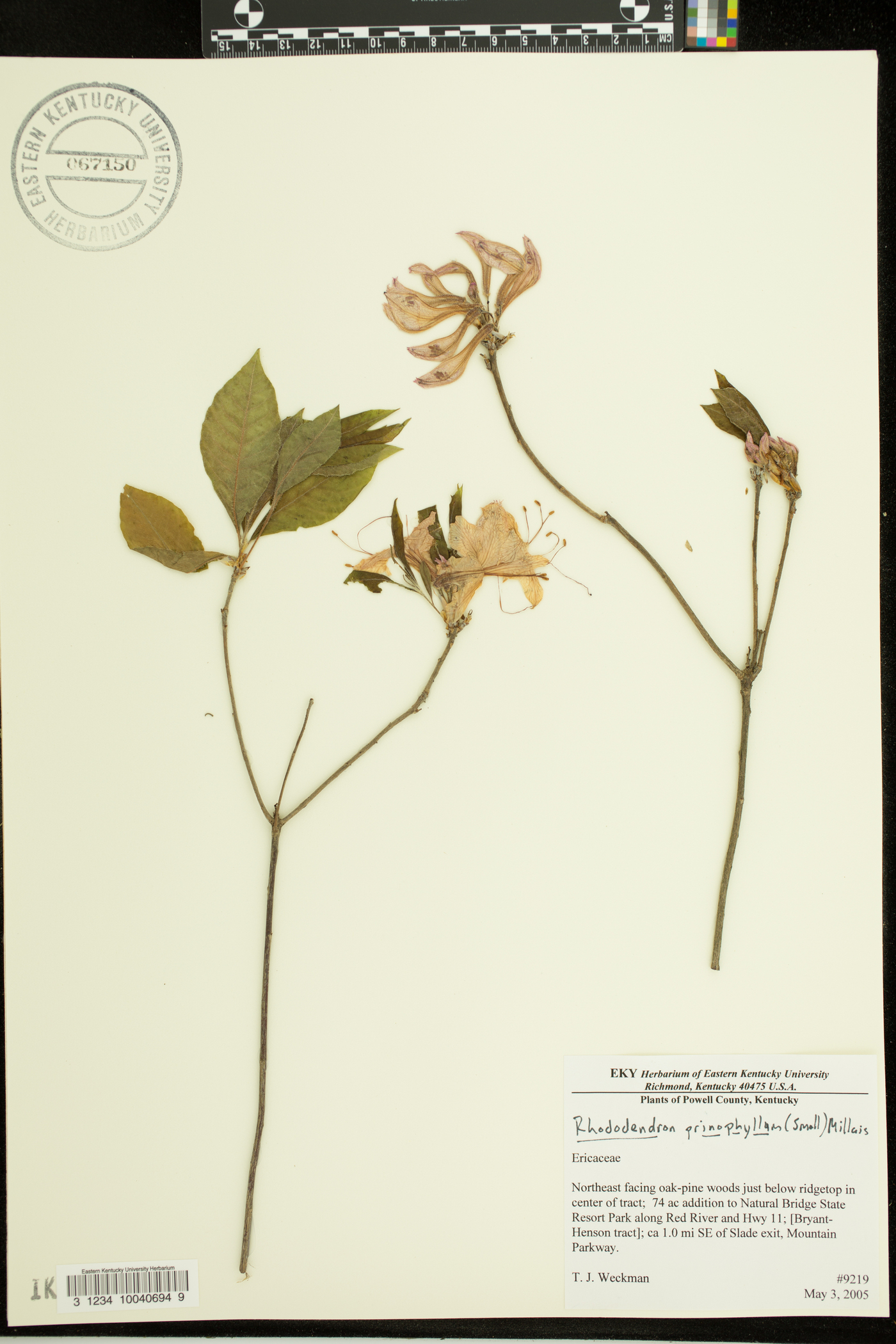 Rhododendron prinophyllum image