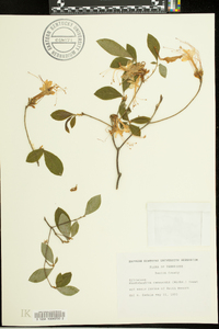 Rhododendron canescens image