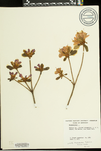 Rhododendron obtusum image