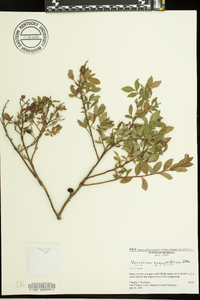 Vaccinium angustifolium image