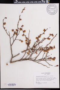 Vaccinium fuscatum image