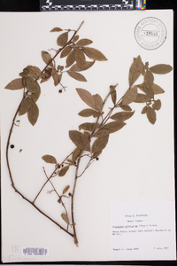 Vaccinium fuscatum image