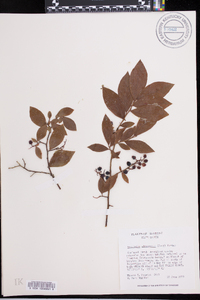 Vaccinium fuscatum image