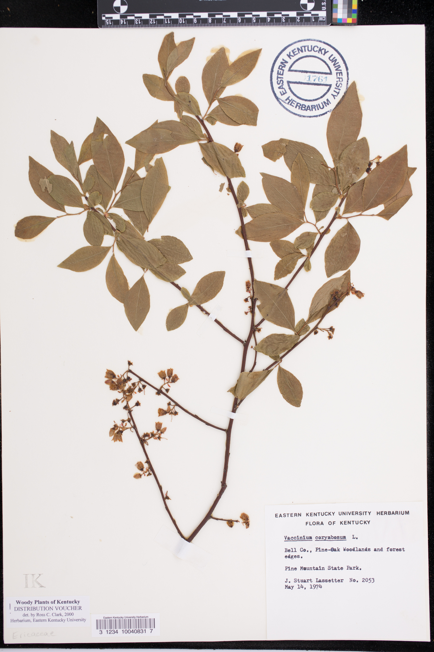 Vaccinium simulatum image