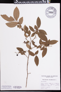 Vaccinium fuscatum image