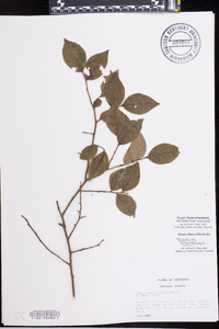 Vaccinium simulatum image