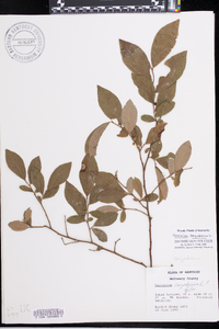 Vaccinium simulatum image