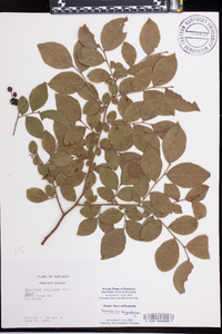 Vaccinium simulatum image