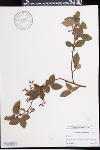 Vaccinium simulatum image