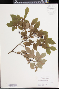 Vaccinium simulatum image