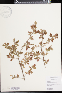 Vaccinium fuscatum image