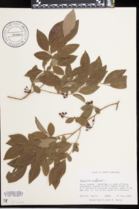 Vaccinium simulatum image