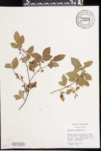 Vaccinium simulatum image