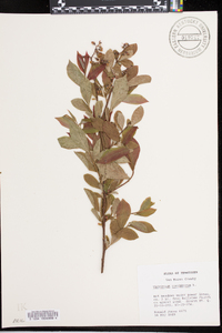 Vaccinium simulatum image