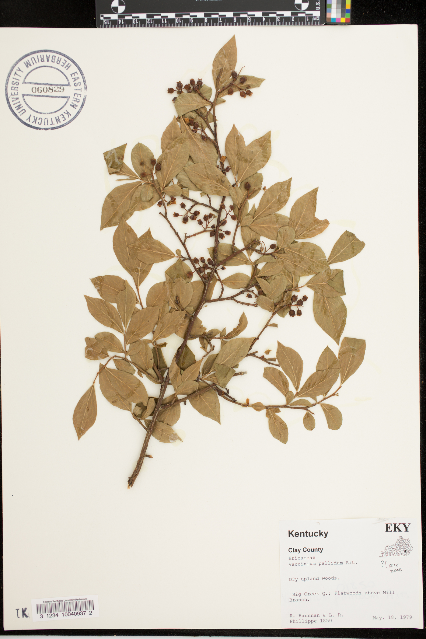 Vaccinium simulatum image