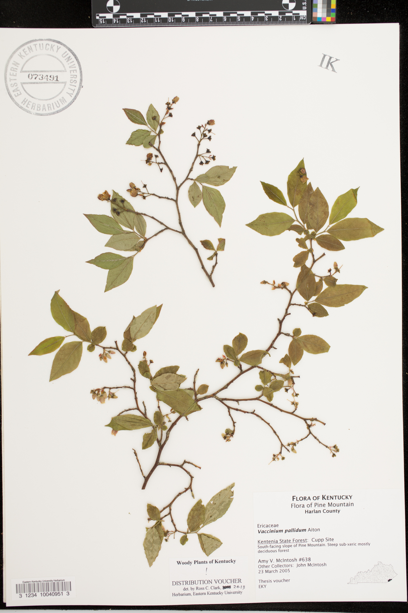 Vaccinium simulatum image