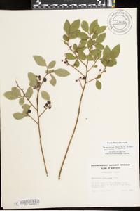 Vaccinium vacillans image