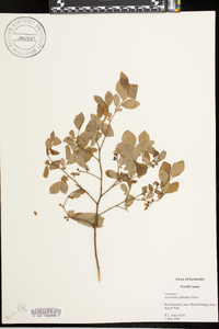 Vaccinium simulatum image