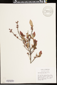 Vaccinium fuscatum image