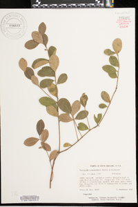 Vaccinium sempervirens image