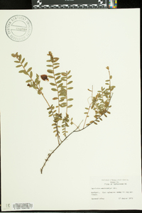 Vaccinium macrocarpon image