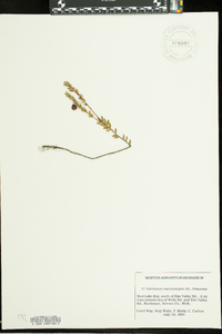 Vaccinium macrocarpon image