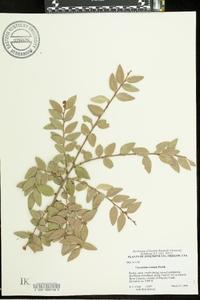 Vaccinium ovatum image