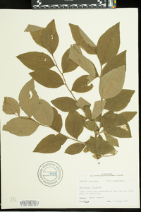 Vaccinium fuscatum image