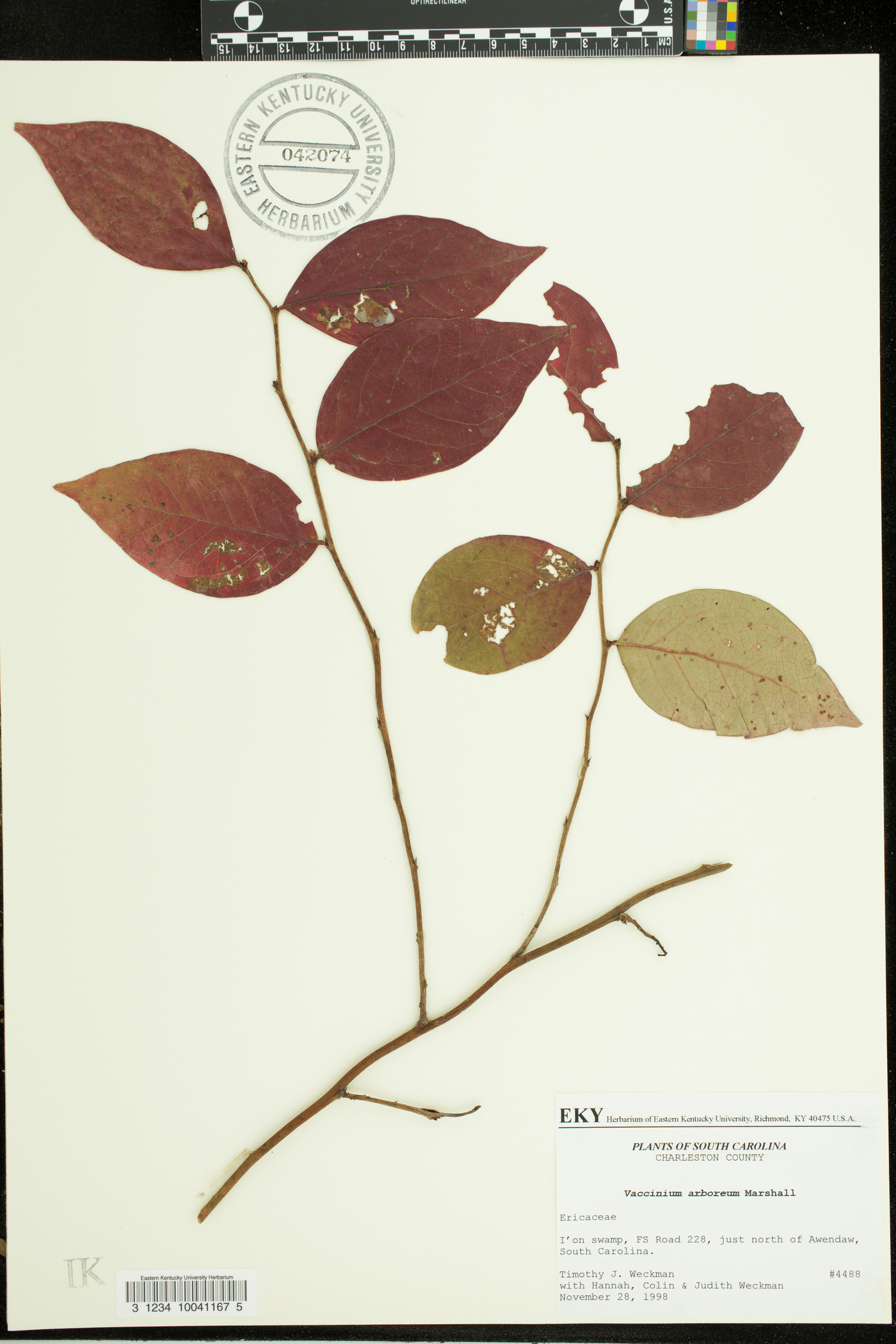 Vaccinium formosum image