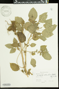 Acalypha ostryifolia image