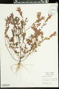 Acalypha virginica image