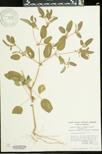 Croton monanthogynus image