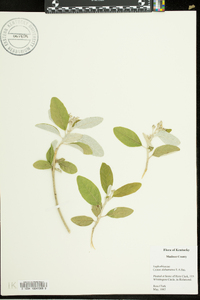 Croton alabamensis image