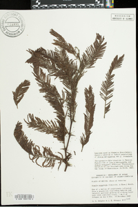 Acacia pennatula image