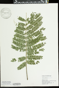 Albizia julibrissin image