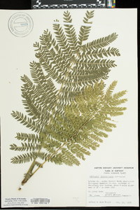 Albizia julibrissin image