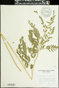 Astragalus canadensis image