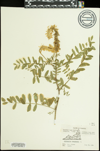 Astragalus canadensis image