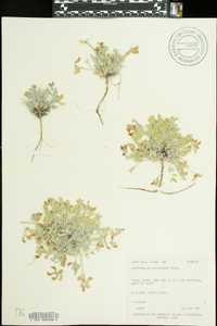 Astragalus calycosus image