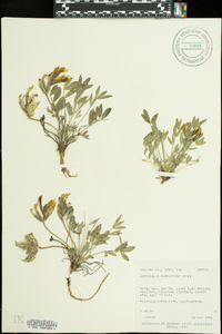 Astragalus eurekensis image