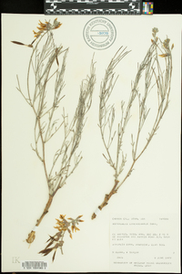 Astragalus lonchocarpus image