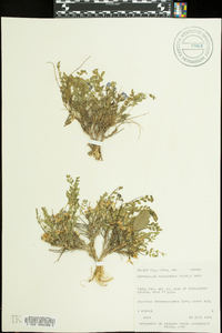 Astragalus megacarpus image