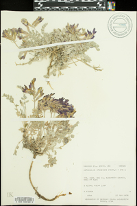 Astragalus utahensis image