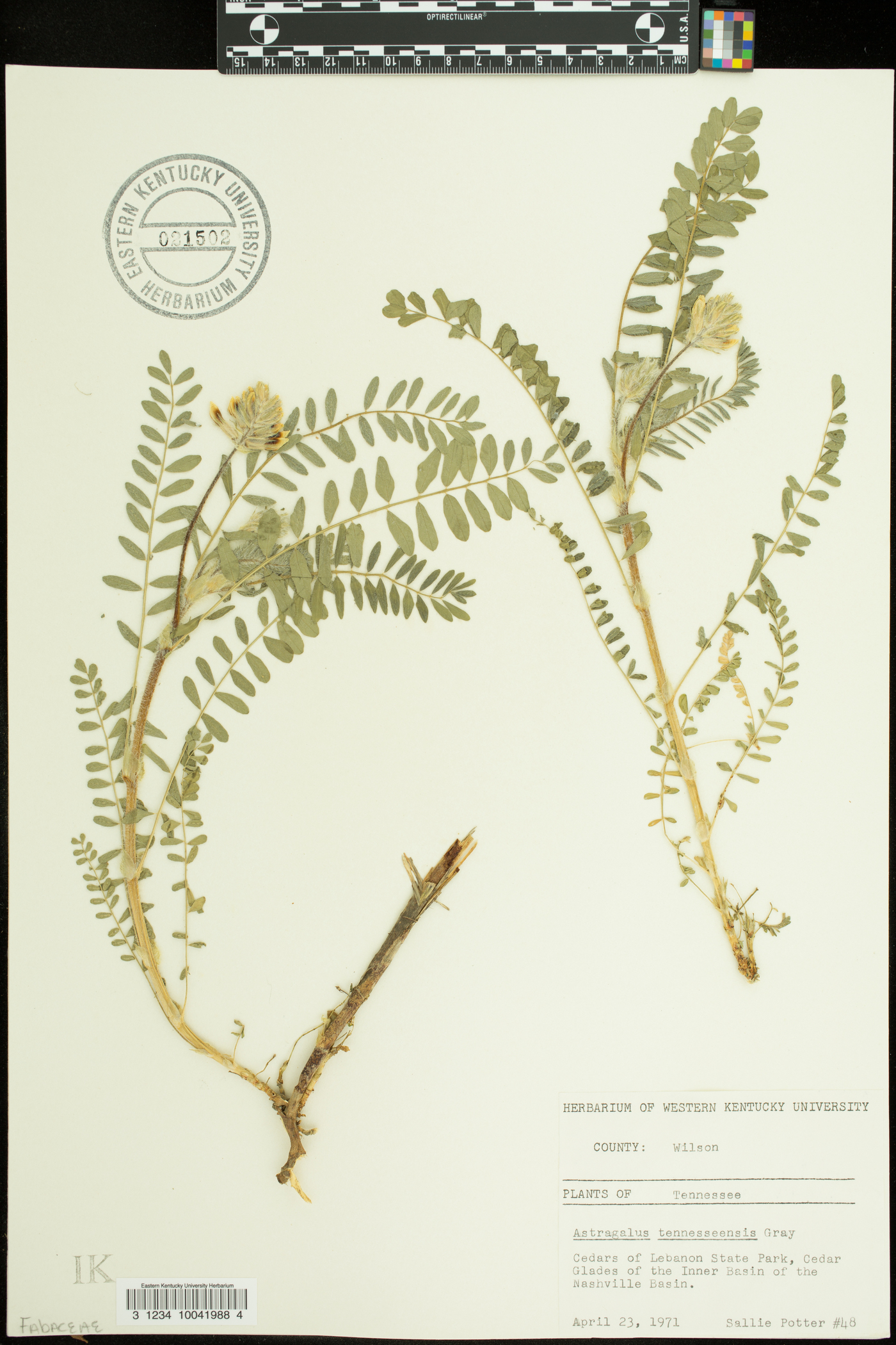 Astragalus tennesseensis image