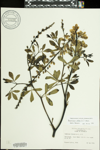 Baptisia alba image